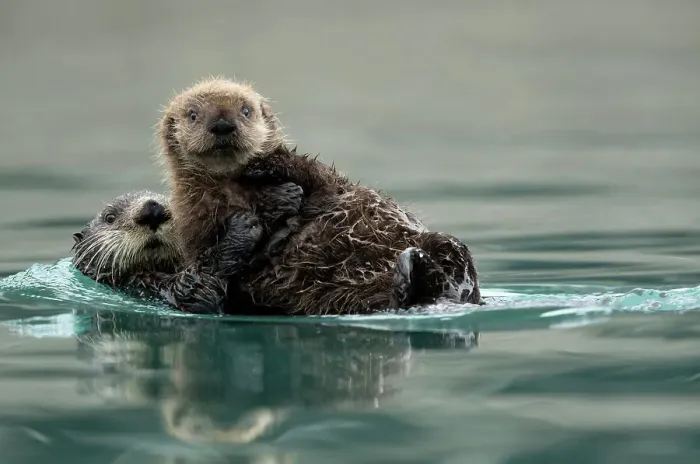 Framed Print : Sea otter (Enhydra lutris) female and pup playing. Alaska, USA, February Framed Print : Sea otter (Enhydra lutris) female and pup playing. Alaska, USA, February
