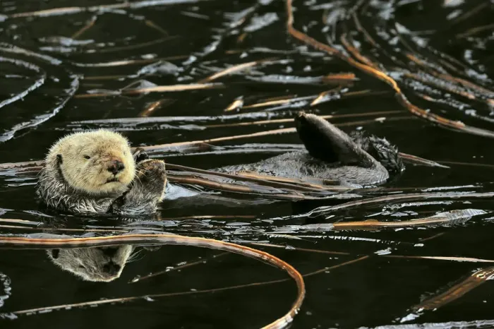 Framed Print : Sea otter (Enhydra lutris) floating on its back at surface among kelp, Alaska, USA Framed Print : Sea otter (Enhydra lutris) floating on its back at surface among kelp, Alaska, USA