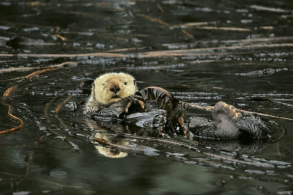 Sea otter (Enhydra lutris) floating on its back at surface among kelp, Alaska, USA