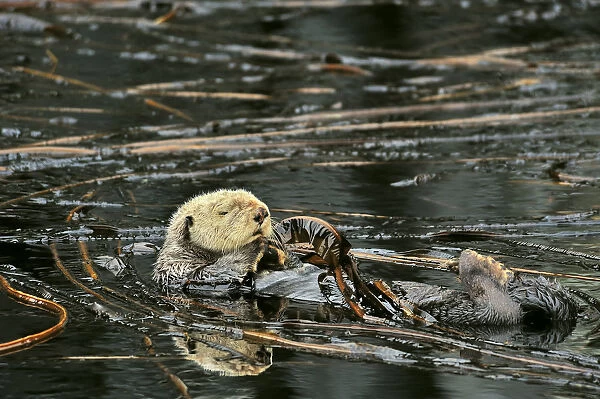 Sea otter (Enhydra lutris) floating on its back at the surface among the kelp, Alaska