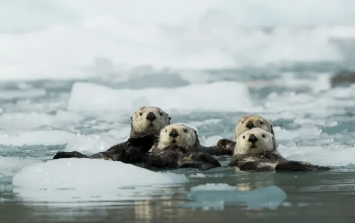 Framed Print : Sea otter (Enhydra lutris) group of four resting among sea ice, Alaska, USA, June Framed Print : Sea otter (Enhydra lutris) group of four resting among sea ice, Alaska, USA, June