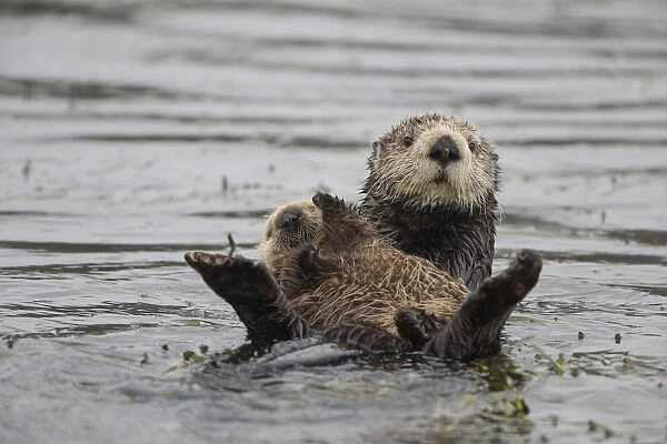 Sea otter (Enhydra lutris) mother and pup, aged 3 weeks, Monterey, California, USA