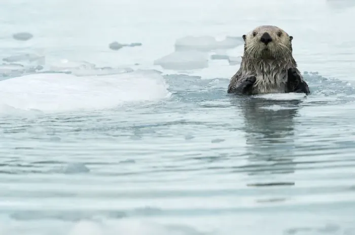 Framed Print : Sea otter (Enhydra lutris) resting amongst sea ice, Alaska, USA, June Framed Print : Sea otter (Enhydra lutris) resting amongst sea ice, Alaska, USA, June