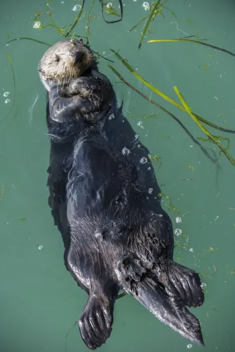 Framed Print : Sea Otter, (Enhydra lutris), young male, Elkhorn Slough, California, USA. January Framed Print : Sea Otter, (Enhydra lutris), young male, Elkhorn Slough, California, USA. January
