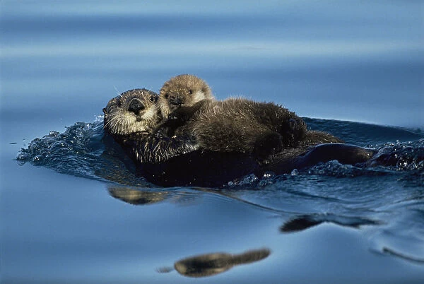 Sea Otter floating at sea surface holding pup. Alaska (Enhydra lutris) USA