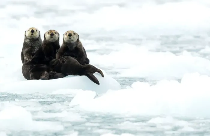Framed Print : Three Sea otters (Enhydra lutris) resting on ice, Alaska, June Framed Print : Three Sea otters (Enhydra lutris) resting on ice, Alaska, June