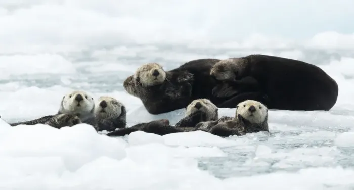 Framed Print : Sea otters (Enhydra lutris) resting on ice, Alaska, USA, June