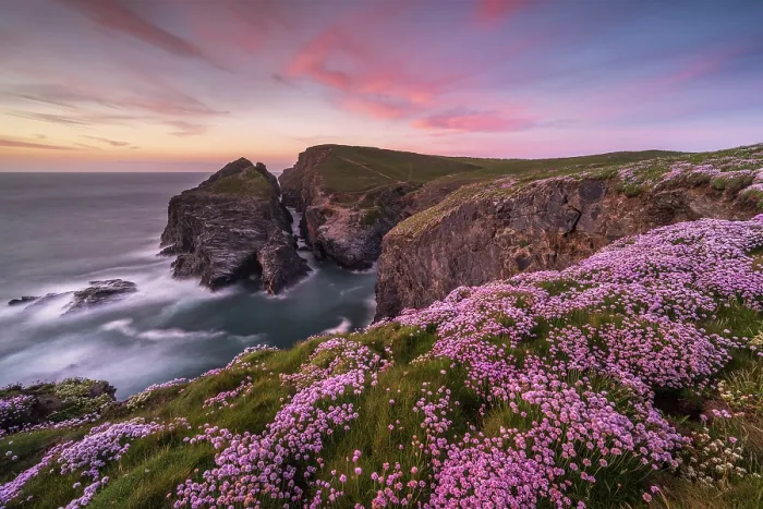 Framed Print : Sea pinks or Thrift (Armeria maritima) flowering on clifftops at sunset, Gunver Head, Longcarrow Cove, Trevone, Cornwall, UK, May 2023 Framed Print : Sea pinks or Thrift (Armeria maritima) flowering on clifftops at sunset, Gunver Head, Longcarrow Cove, Trevone, Cornwall, UK, May 2023