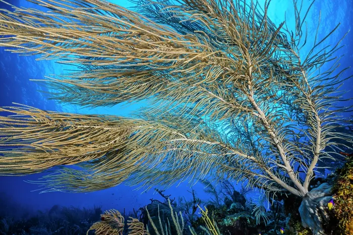 Framed Print : Sea plume (Pseudopterogorgia sp.) moving with the current on a coral reef, Little Cayman, Cayman Islands, British West Indies, Caribbean Sea Framed Print : Sea plume (Pseudopterogorgia sp.) moving with the current on a coral reef, Little Cayman, Cayman Islands, British West Indies, Caribbean Sea