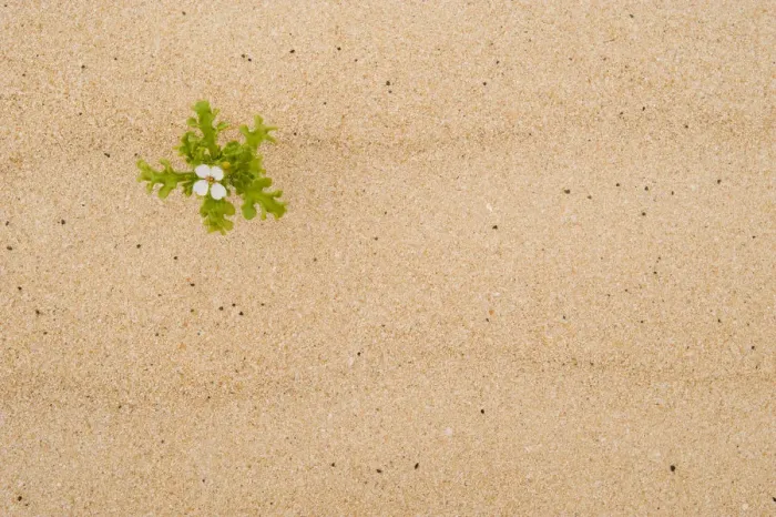 Framed Print : Sea rocket (Cakile maritima) in flower, El Jable sand dunes Natural Park, North Fuerteventura Framed Print : Sea rocket (Cakile maritima) in flower, El Jable sand dunes Natural Park, North Fuerteventura