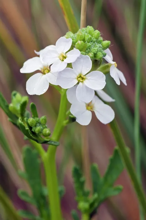 Framed Print : Sea rocket (Cakile maritima) in flower, Bryher, Isles of Scilly, UK. May Framed Print : Sea rocket (Cakile maritima) in flower, Bryher, Isles of Scilly, UK. May