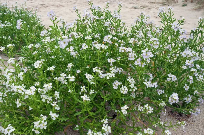 Framed Print : Sea rocket (Cakile maritima) in flower on beach, Gugh, St Agnes, Isles of Scilly, UK. September Framed Print : Sea rocket (Cakile maritima) in flower on beach, Gugh, St Agnes, Isles of Scilly, UK. September