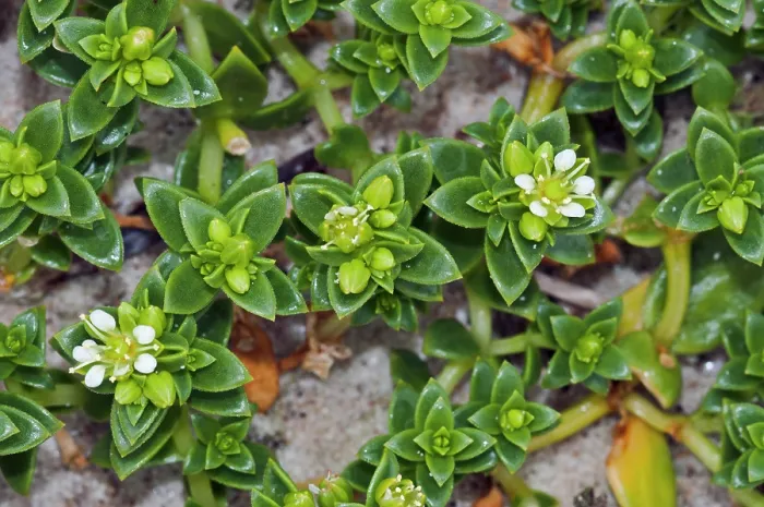 Framed Print : Sea sandwort (Honckenya peploides) in flower on beach, Bryher, Isles of Scilly, UK. May Framed Print : Sea sandwort (Honckenya peploides) in flower on beach, Bryher, Isles of Scilly, UK. May