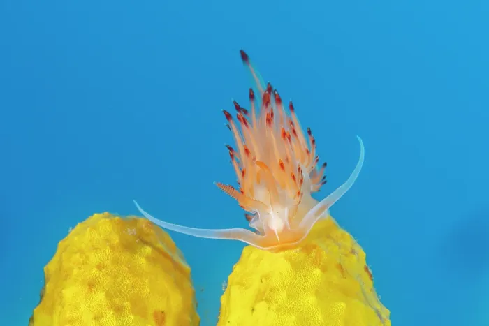 Framed Print : Sea slug (Nemesignis banyulensis) resting on Yellow sponge (Aplysina cavernicola). Vis Island, Croatia, Adriatic Sea Framed Print : Sea slug (Nemesignis banyulensis) resting on Yellow sponge (Aplysina cavernicola). Vis Island, Croatia, Adriatic Sea