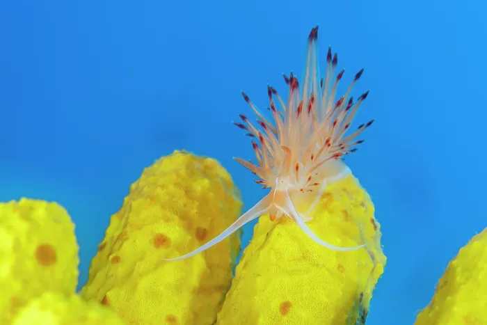 Framed Print : Sea slug (Nemesignis banyulensis) resting on Yellow sponge (Aplysina cavernicola). Vis Island, Croatia, Adriatic Sea Framed Print : Sea slug (Nemesignis banyulensis) resting on Yellow sponge (Aplysina cavernicola). Vis Island, Croatia, Adriatic Sea