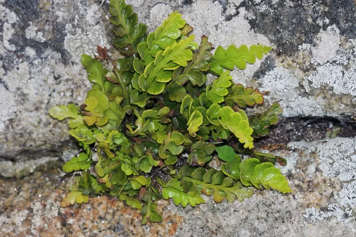 Framed Print : Sea spleenwort (Asplenium marinum) growing in cracks of stone wall, St Mary's, Isles of Scilly, UK. May