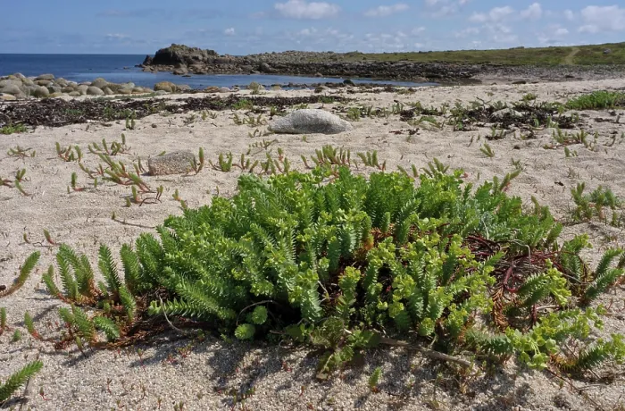 Framed Print : Sea spurge (Euphorbia paralias) growing on beach, St Agnes, Isles of Scilly, UK. May Framed Print : Sea spurge (Euphorbia paralias) growing on beach, St Agnes, Isles of Scilly, UK. May