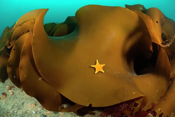 Framed Print : Sea star (Odontaster validus) on Ribbon kelp (Durvillaea antarctica), Antarctic Peninsula, Antarctica, Southern Ocean Framed Print : Sea star (Odontaster validus) on Ribbon kelp (Durvillaea antarctica), Antarctic Peninsula, Antarctica, Southern Ocean
