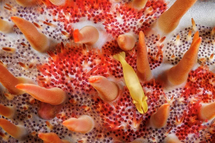 Framed Print : Sea star shimp (Periclimenes soror) on a host Crown-of-thorns starfish (Acanthaster planci), Guam, Micronesia, Philippine Sea Framed Print : Sea star shimp (Periclimenes soror) on a host Crown-of-thorns starfish (Acanthaster planci), Guam, Micronesia, Philippine Sea