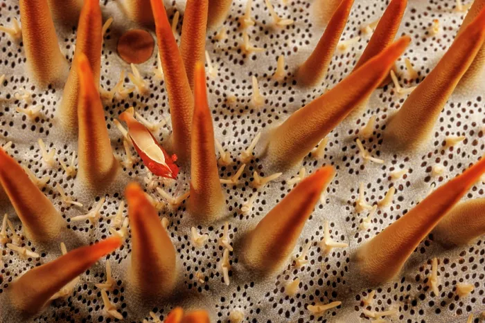 Framed Print : Sea star shimp (Periclimenes soror) between spines of Crown-of-thorns starfish (Acanthaster planci), Yap, Micronesia, Pacific Ocean