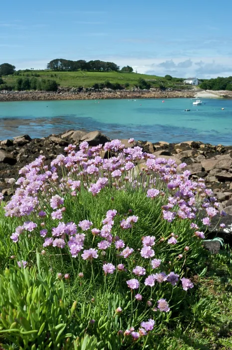 Framed Print : Sea thrift (Armeria maritima) in flower, Gugh, St Agnes, Isles of Scilly, UK. May Framed Print : Sea thrift (Armeria maritima) in flower, Gugh, St Agnes, Isles of Scilly, UK. May