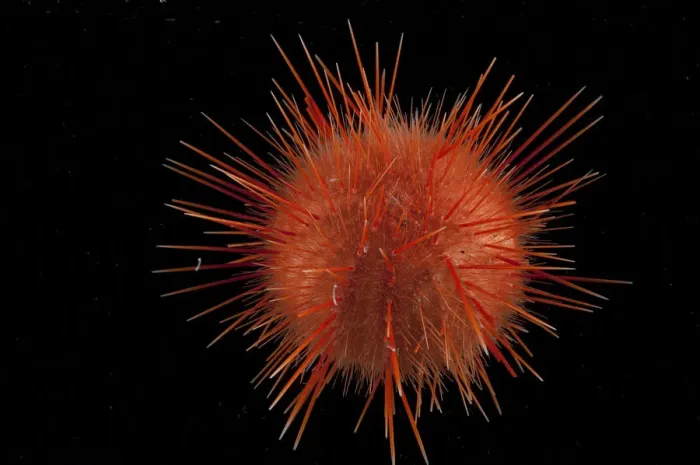 Framed Print : Sea urchin (echinoidae). Collected from coral sea mount near Dragon vent field on SW Indian Ridge Framed Print : Sea urchin (echinoidae). Collected from coral sea mount near Dragon vent field on SW Indian Ridge