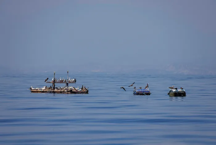 Framed Print : Seabirds gathering around a fish aggregating device deployed offshore by local people to aid in fishing, The Democratic Republic of Timor-Leste, Pacific Ocean Framed Print : Seabirds gathering around a fish aggregating device deployed offshore by local people to aid in fishing, The Democratic Republic of Timor-Leste, Pacific Ocean