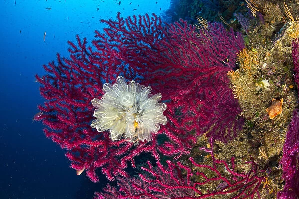 Seafan  /  Red gorgonian (Paramuricea clavata) and Light-bulb sea squirt