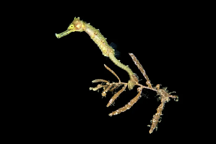 Framed Print : Seahorse (Hippocampus sp.) drifting in open water at night, attached to a small piece of seaweed, Anilao, Batangas marine protected area, Luzon, Philippines Framed Print : Seahorse (Hippocampus sp.) drifting in open water at night, attached to a small piece of seaweed, Anilao, Batangas marine protected area, Luzon, Philippines