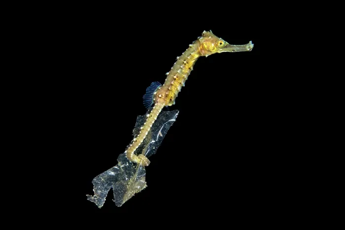 Framed Print : Seahorse (Hippocampus sp.) unidentified species, clinging to a piece of plastic bag drifting in open water at night, Anilao, Batangas marine protected area, Luzon, Philippines