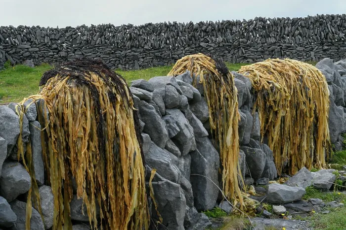 Framed Print : Seaweed drying on drystone wall, Inisheer, Aran Islands, County Galway, Republic of Ireland. June, 2019 Framed Print : Seaweed drying on drystone wall, Inisheer, Aran Islands, County Galway, Republic of Ireland. June, 2019