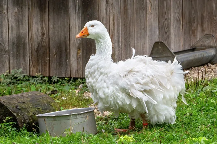 Framed Print : Sebastopol goose, breed of medium-sized domestic goose with long, white curly feathers, portrait, Europe. October Framed Print : Sebastopol goose, breed of medium-sized domestic goose with long, white curly feathers, portrait, Europe. October