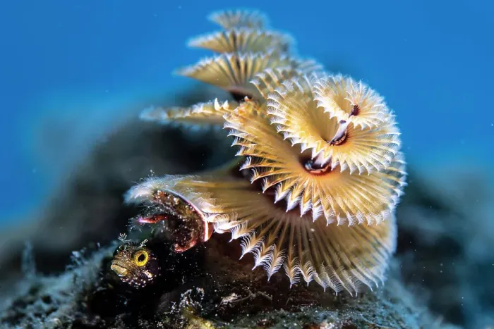 Framed Print : Secretary blenny (Acanthemblemaria maria) hiding underneath a Christmas tree worm (Spirobranchus giganteus) Bonaire, Caribbean Framed Print : Secretary blenny (Acanthemblemaria maria) hiding underneath a Christmas tree worm (Spirobranchus giganteus) Bonaire, Caribbean