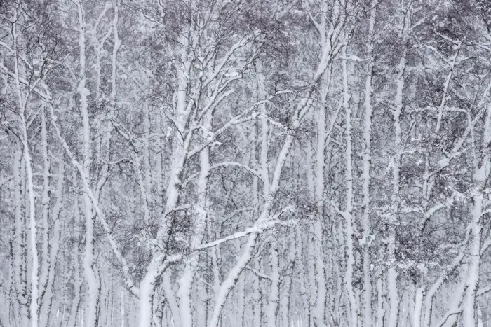 Framed Print : Section of Silver birch (Betula pendula) woodland, Glenfeshie, Cairngorms National Park Framed Print : Section of Silver birch (Betula pendula) woodland, Glenfeshie, Cairngorms National Park