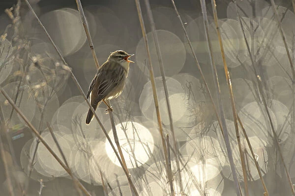 Sedge warbler (Acrocephalus schoenobaenus) singing with bokeh effect in background