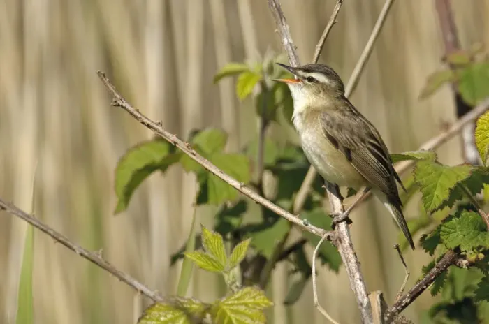 Framed Print : Sedge warbler (Acrocephalus schoenobaenus) adult perched, singing, Norfolk, UK, May Framed Print : Sedge warbler (Acrocephalus schoenobaenus) adult perched, singing, Norfolk, UK, May