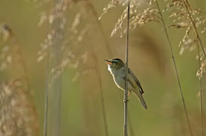 Framed Print : Sedge warbler (Acrocephalus schoenobaenus) adult singing in reedbed, Cambridgeshire Framed Print : Sedge warbler (Acrocephalus schoenobaenus) adult singing in reedbed, Cambridgeshire