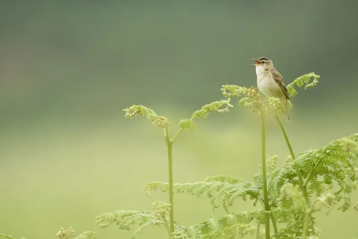 Framed Print : Sedge warbler (Acrocephalus schoenobaenus) perched on Bracken singing, Islay, Scotland Framed Print : Sedge warbler (Acrocephalus schoenobaenus) perched on Bracken singing, Islay, Scotland