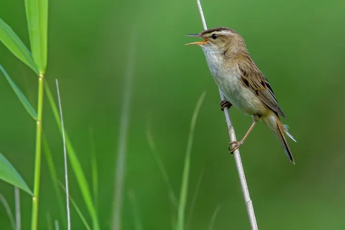Framed Print : Sedge warbler (Acrocephalus schoenobaenus) perched on reed stem, calling, Zeeland, Netherlands. July Framed Print : Sedge warbler (Acrocephalus schoenobaenus) perched on reed stem, calling, Zeeland, Netherlands. July