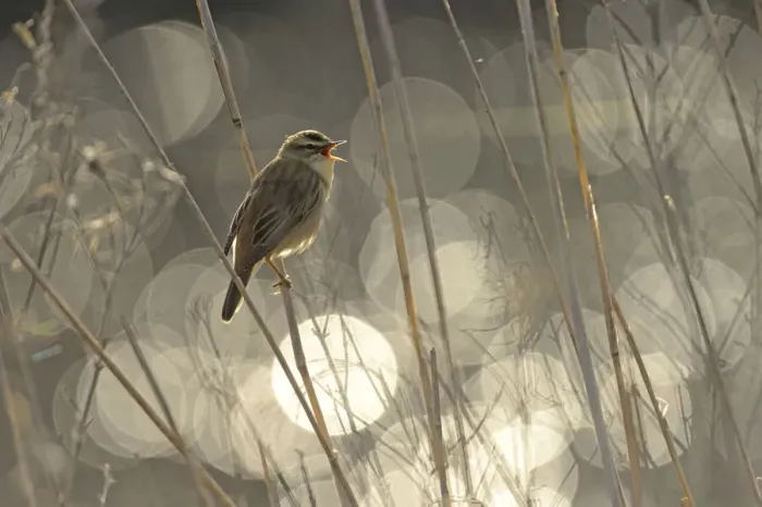 Framed Print : Sedge warbler (Acrocephalus schoenobaenus) singing with bokeh effect in background Framed Print : Sedge warbler (Acrocephalus schoenobaenus) singing with bokeh effect in background