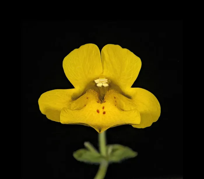 Framed Print : Seep monkey flower (Mimulus guttatus), bifid stigma above stamens. Nectar spot guides