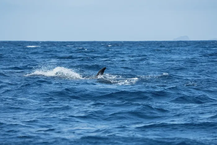 Framed Print : Sei whale (Balaenoptera borealis) dorsal fin above water surface, Azores, Atlantic Ocean. Endangered Framed Print : Sei whale (Balaenoptera borealis) dorsal fin above water surface, Azores, Atlantic Ocean. Endangered