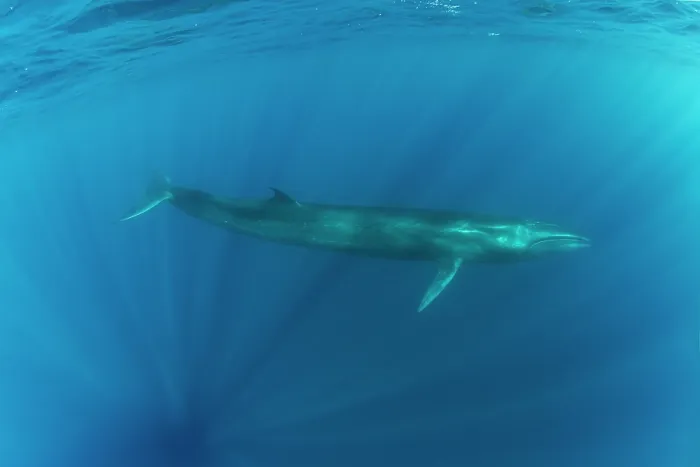 Framed Print : Sei whale (Balaenoptera borealis) swimming through sunrays, Azores, Atlantic Ocean. Endangered Framed Print : Sei whale (Balaenoptera borealis) swimming through sunrays, Azores, Atlantic Ocean. Endangered