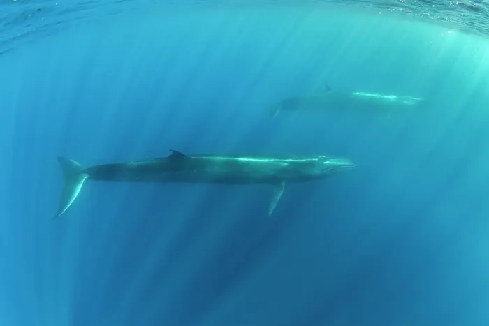 Framed Print : Two Sei whales (Balaenoptera borealis) swimming through sunrays, Azores, Atlantic Ocean. Endangered Framed Print : Two Sei whales (Balaenoptera borealis) swimming through sunrays, Azores, Atlantic Ocean. Endangered