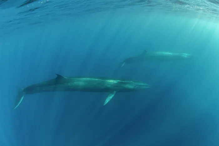 Framed Print : Two Sei whales (Balaenoptera borealis) swimming through sunrays, Azores, Atlantic Ocean. Endangered Framed Print : Two Sei whales (Balaenoptera borealis) swimming through sunrays, Azores, Atlantic Ocean. Endangered