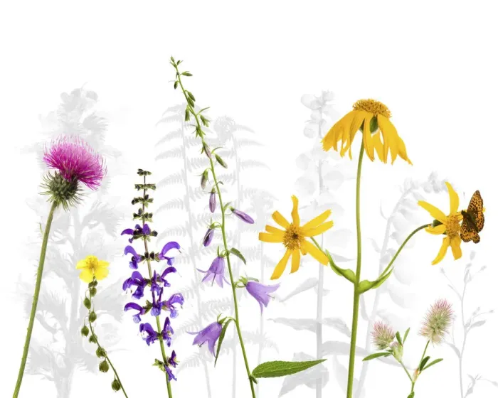 Framed Print : Selection of wildflowers against white background, including Thistle (Cirsium) Framed Print : Selection of wildflowers against white background, including Thistle (Cirsium)