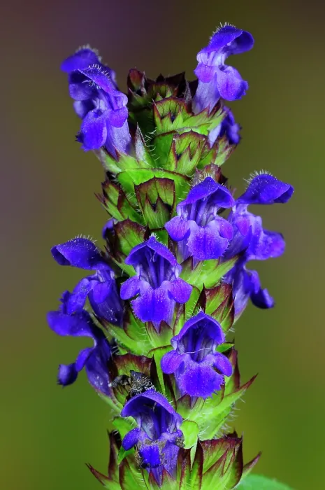 Framed Print : Selfheal (Prunella vulgaris) in flower, close up, Dorset, England, UK. June. Studio shot