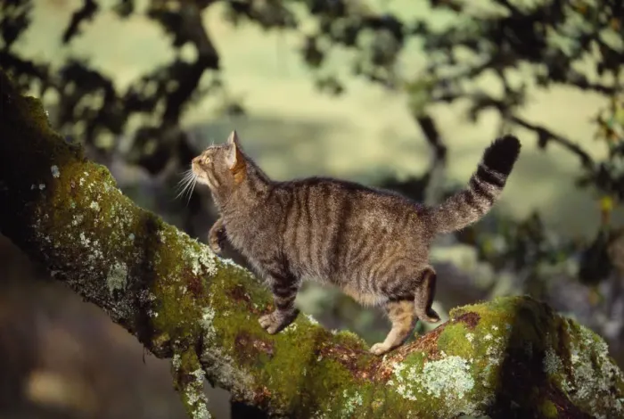 Framed Print : Semi habituated female Scottish wildcat (Felis silvestris grampia) walking along branch Framed Print : Semi habituated female Scottish wildcat (Felis silvestris grampia) walking along branch