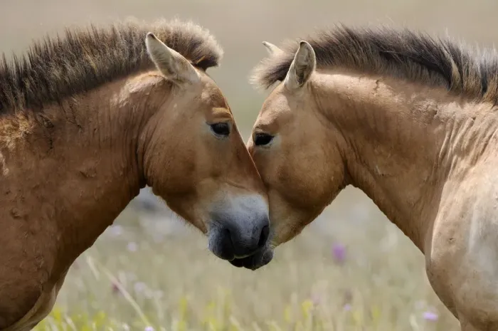 Framed Print : Two semi wild Przewalski horses interacting, greeting (Equus ferus przewalskii), Parc du Villaret Framed Print : Two semi wild Przewalski horses interacting, greeting (Equus ferus przewalskii), Parc du Villaret