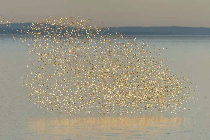 Framed Print : Semipalmated sandpiper (Calidris pusilla) flock in flight over water, Johnsons Mills Reserve Framed Print : Semipalmated sandpiper (Calidris pusilla) flock in flight over water, Johnsons Mills Reserve